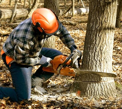 Tree Removal in Gautier, MS